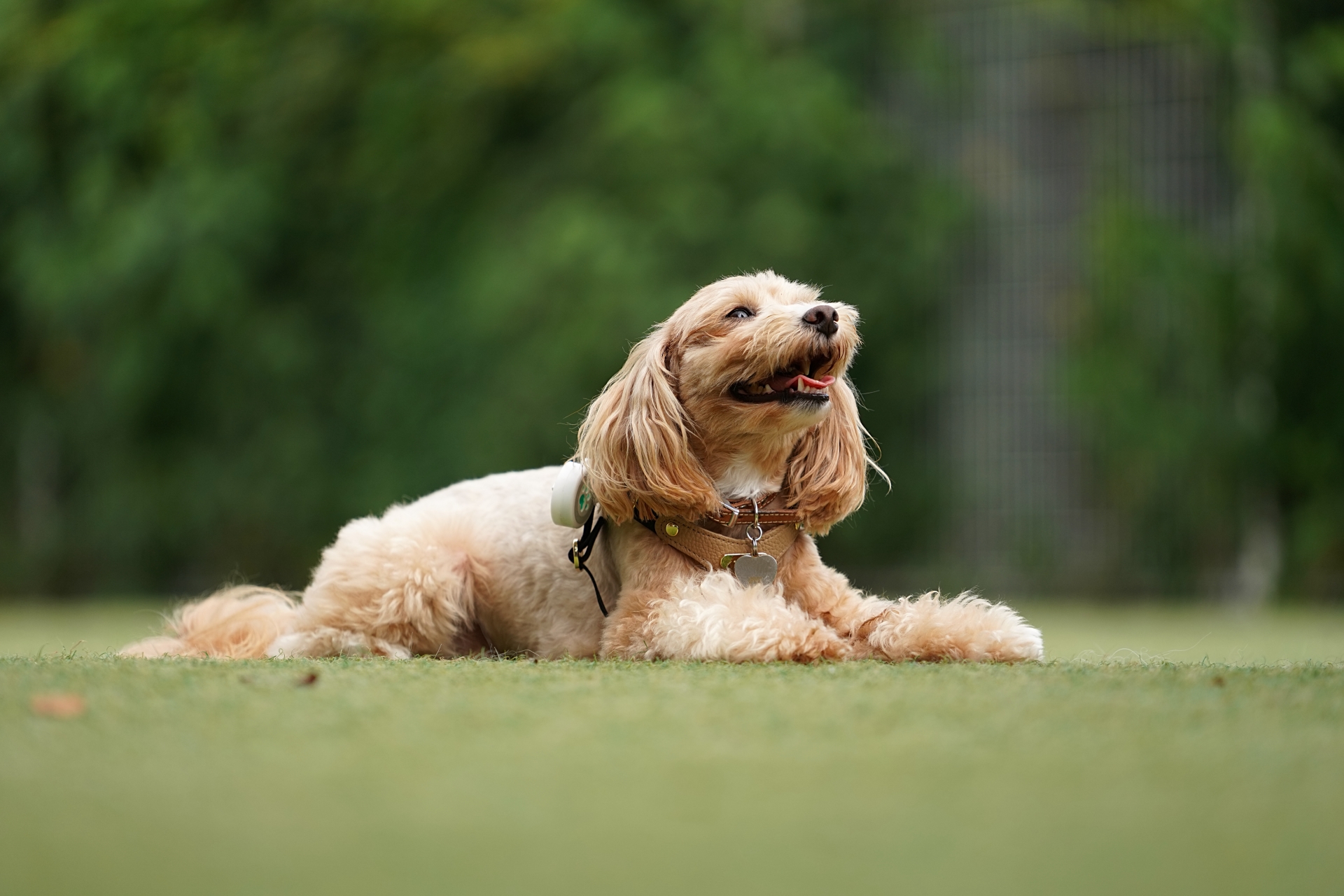 沼津市のペットフード販売店様よりLP制作のご依頼いただきました。