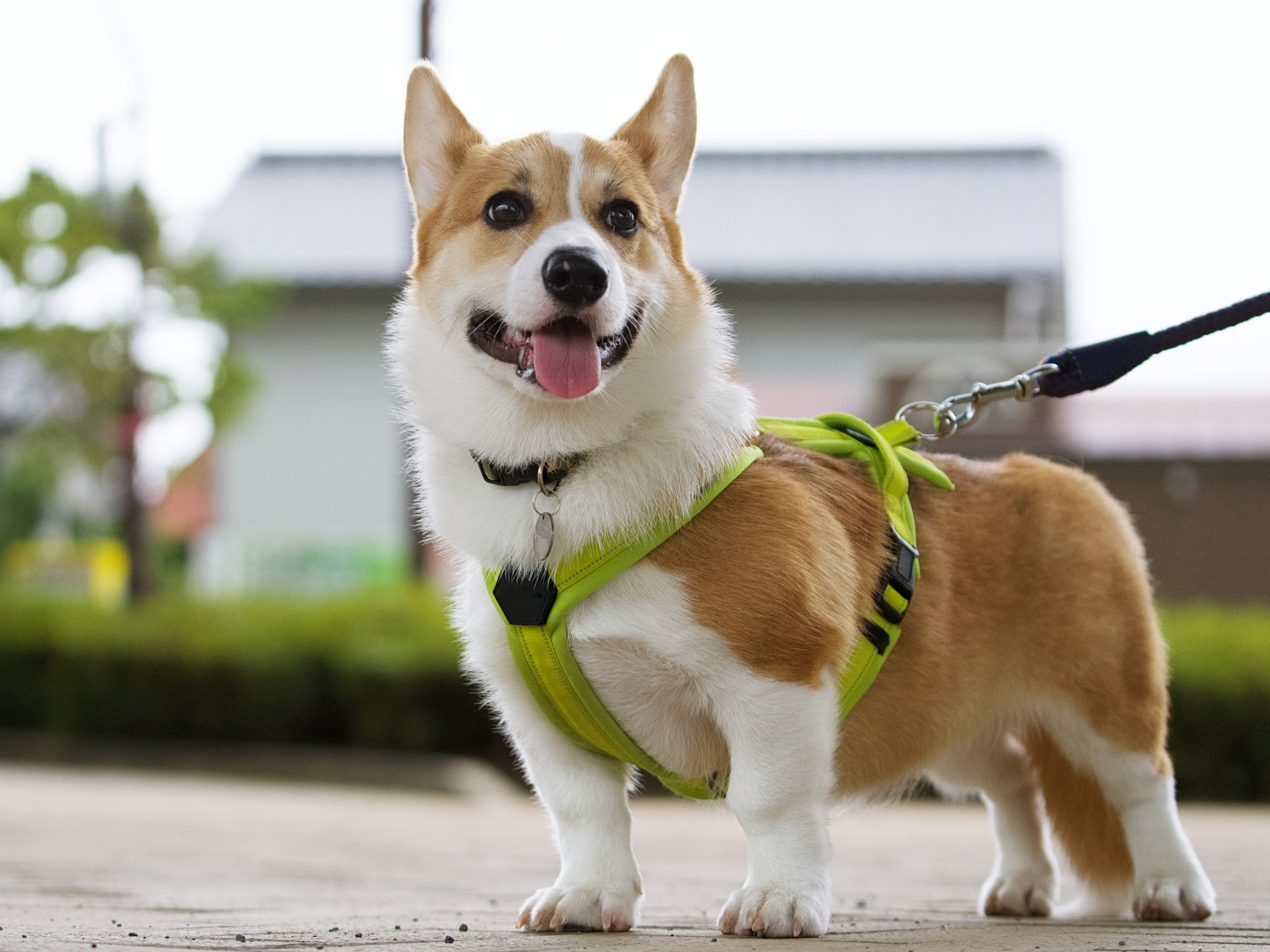 沼津市のペットフード販売店様よりSNS広告用の動画制作のご依頼いただきました。